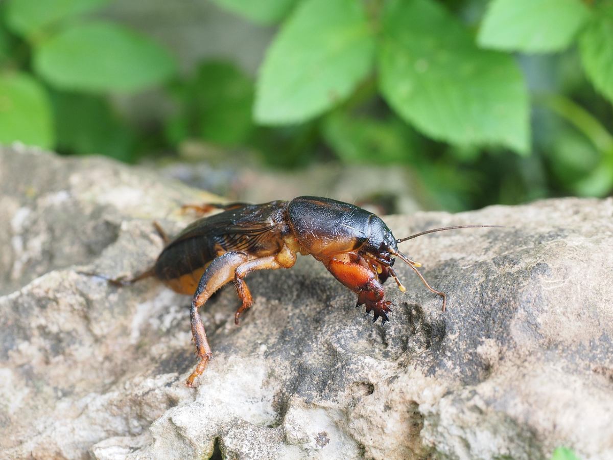 closeup of mole cricket sitting over a surface