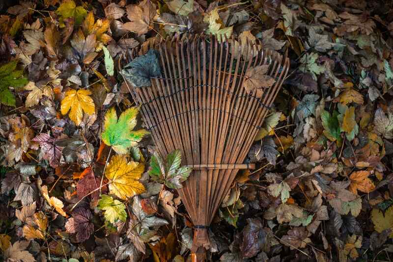 rake in a lawn