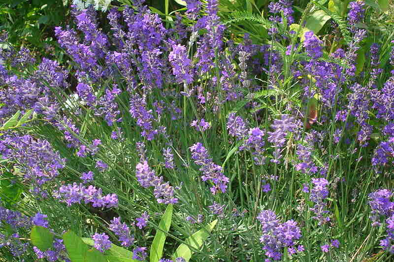 Lavandula Angustifolia