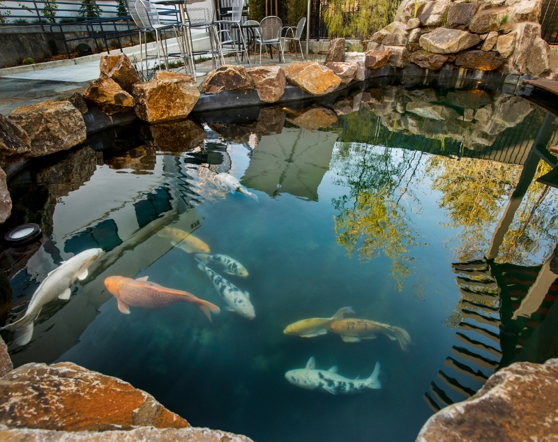 multiple fishes in a pond