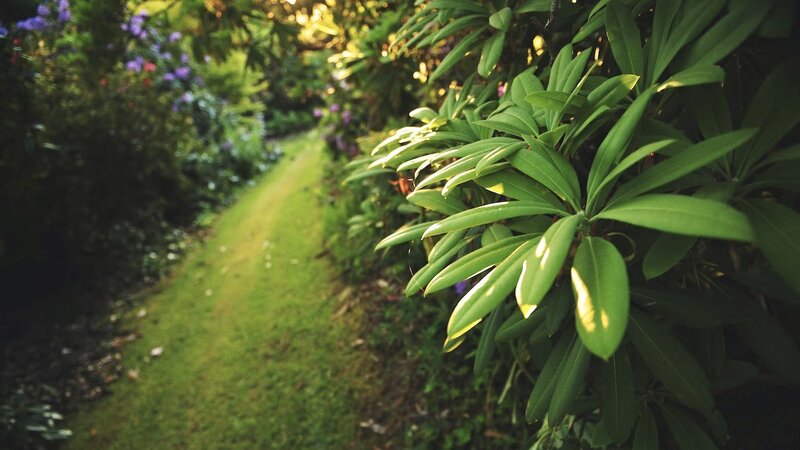 Foucus on Green leaves plant and grass walkway