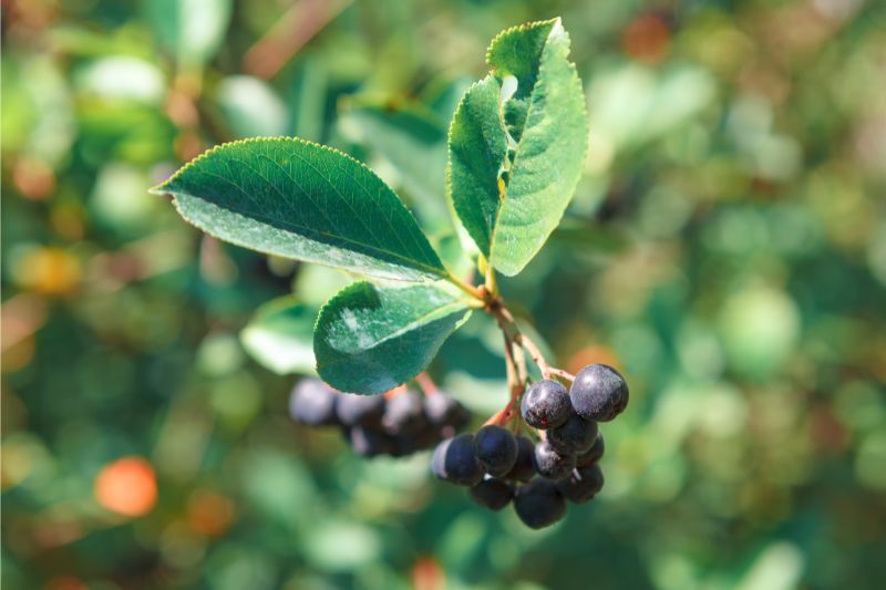a bunch of blueberries on a branch with leaves on top