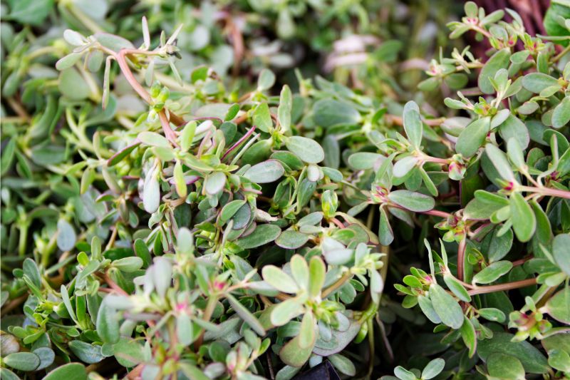 Water purslane plant in a ground