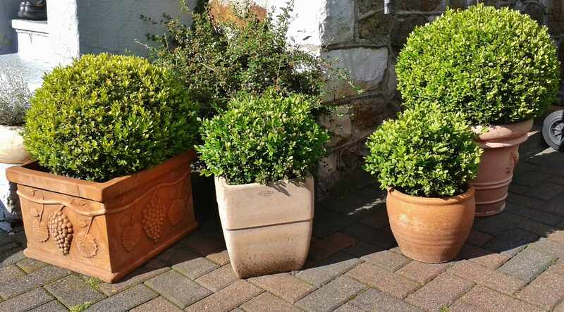 plant container with evergreen and boxwood shrubs