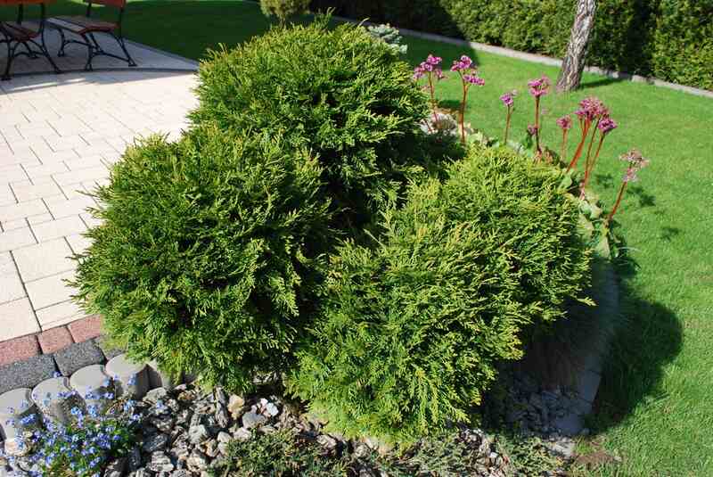 shrub