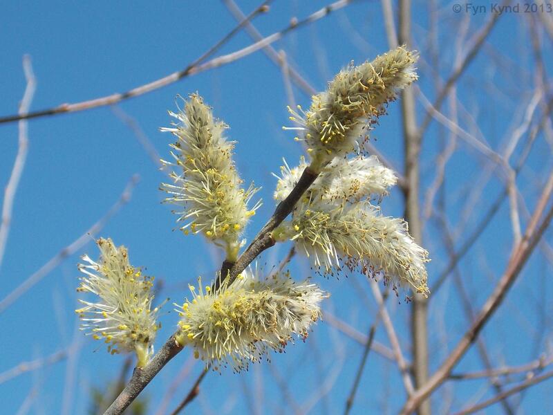 closeup image of green american pussy willow plant