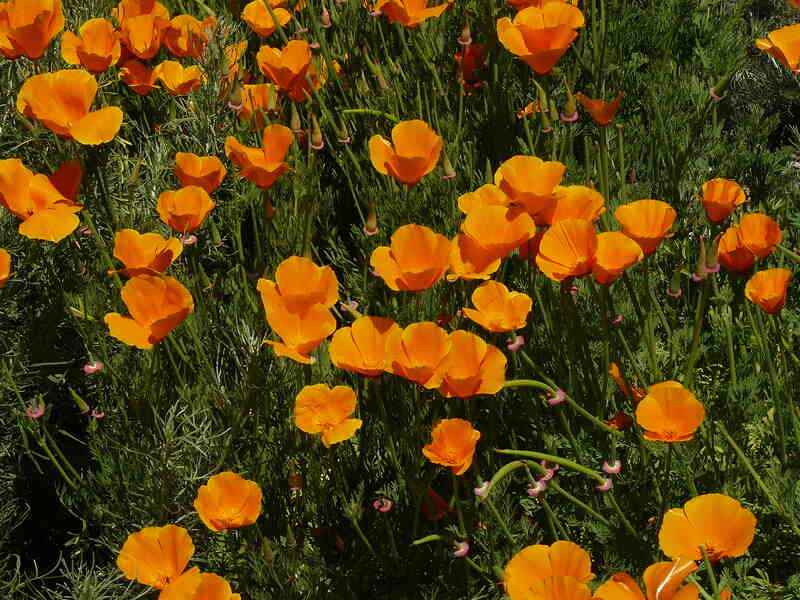 a group of large orange poppies