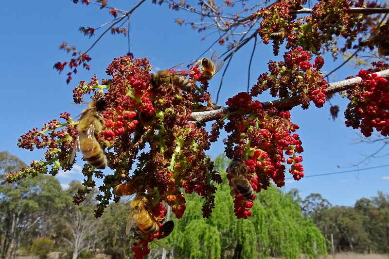 Chinese Pistachio tree flowering and attracts lots of bees.