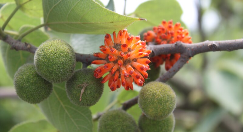 orange paper mulberry flower on shark and leaves
