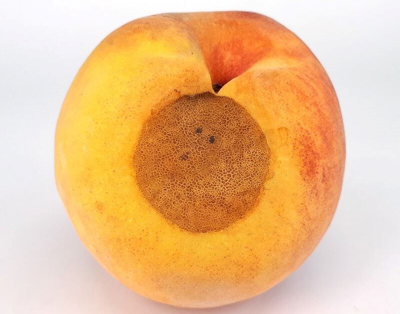 picture of a peach scab disease shown in image
