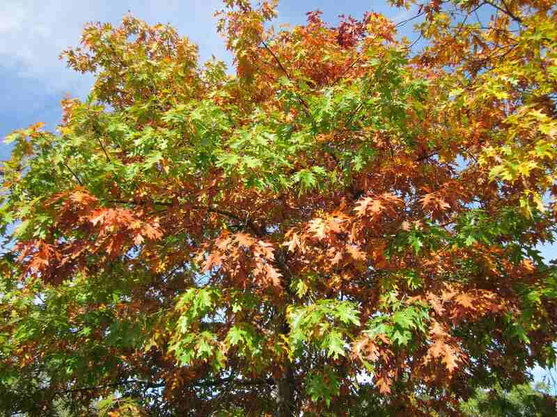 picture of red and green leaves on a red oak tree