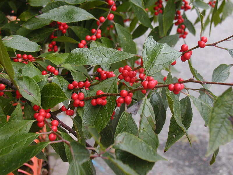 closeup of the winterberry shrub