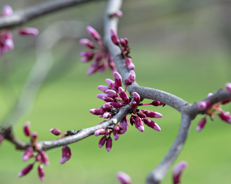 Texas Redbud