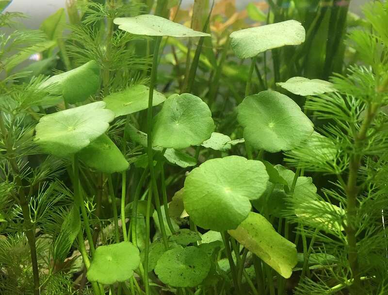 closeup image of Dollarweed