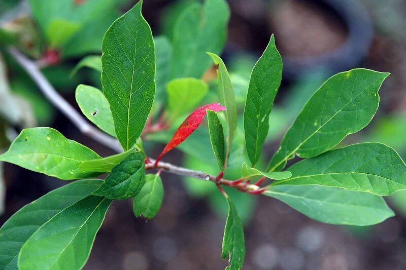 closeup of Nyssa sylvatica
