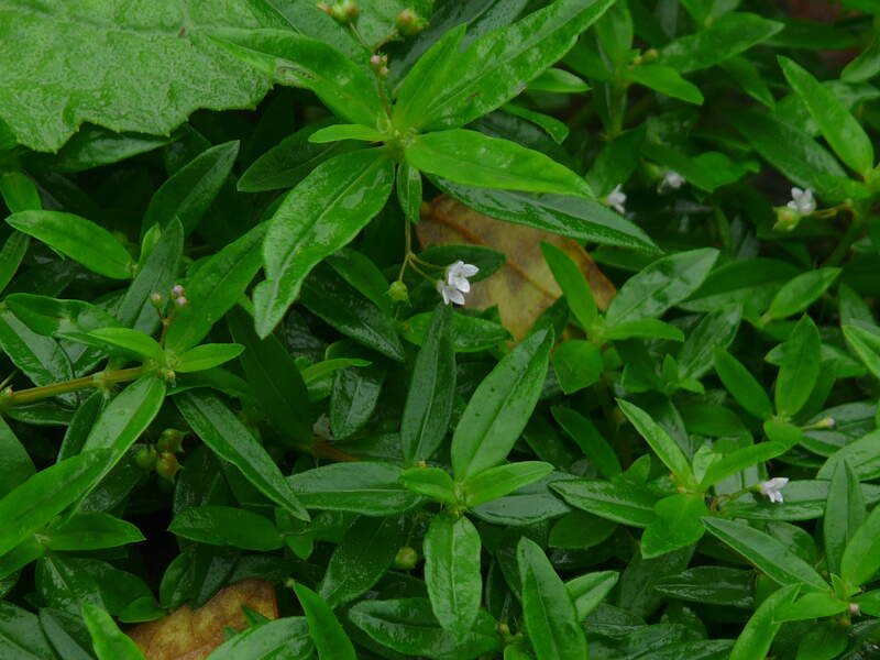 closeup image of Old World Diamond Flower