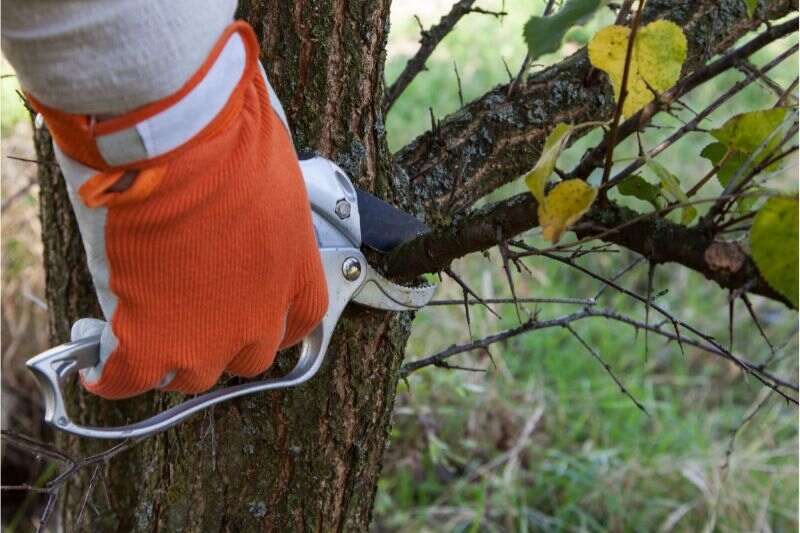 person pruning a tree