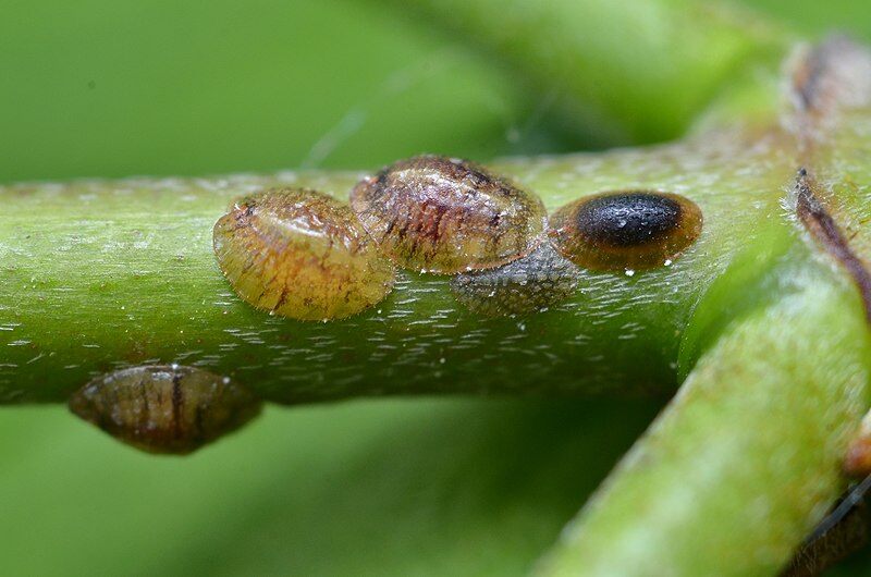 Closeup of 2-3 scale insects