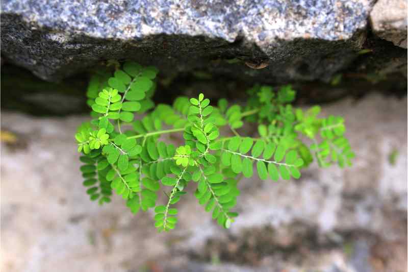 image of a weed on rock