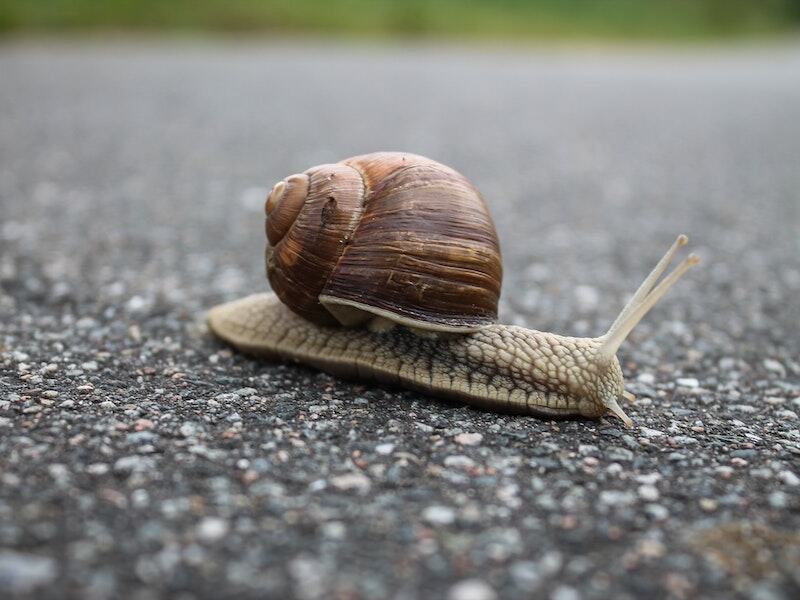 A closeup view of a snail