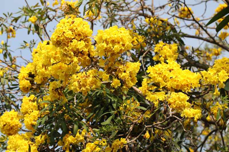 a close up photo of trumpet tree