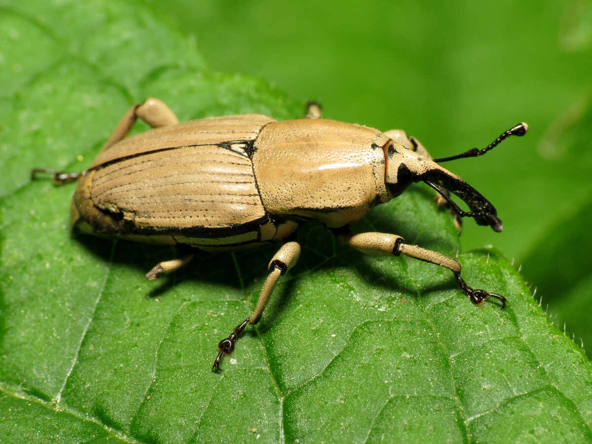 Clay colored bill bug