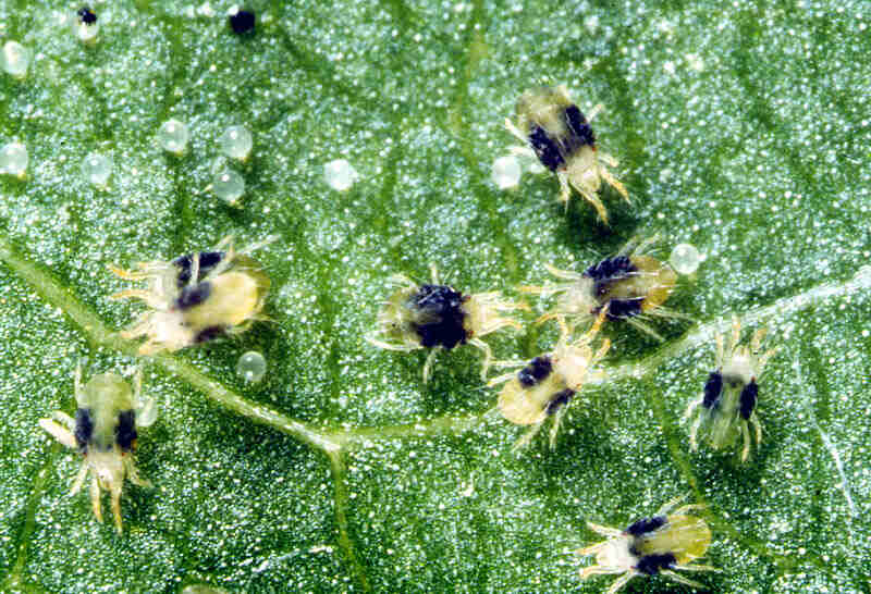 spider mites on a leaf