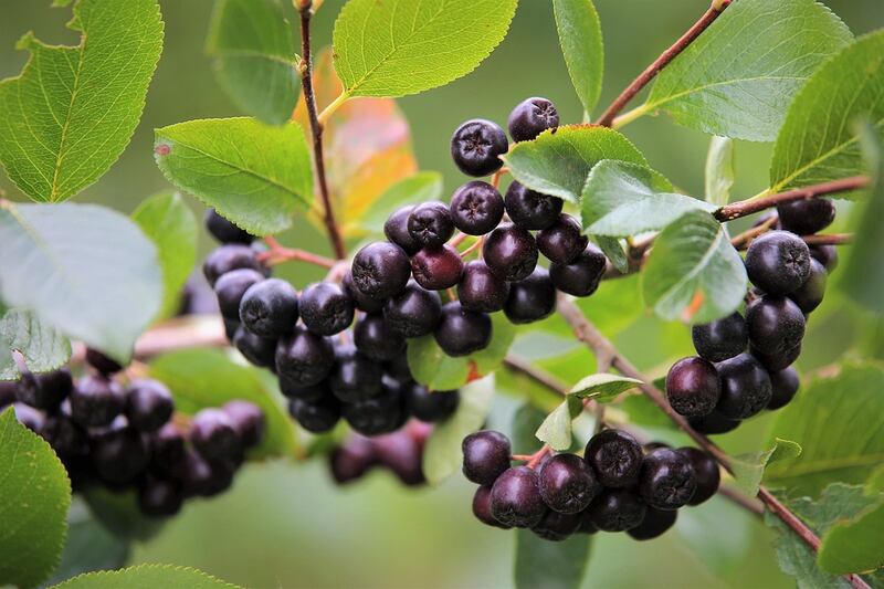 closeup image of Black Chokeberry