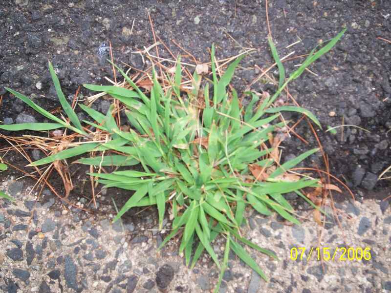 close up of crabgrass
