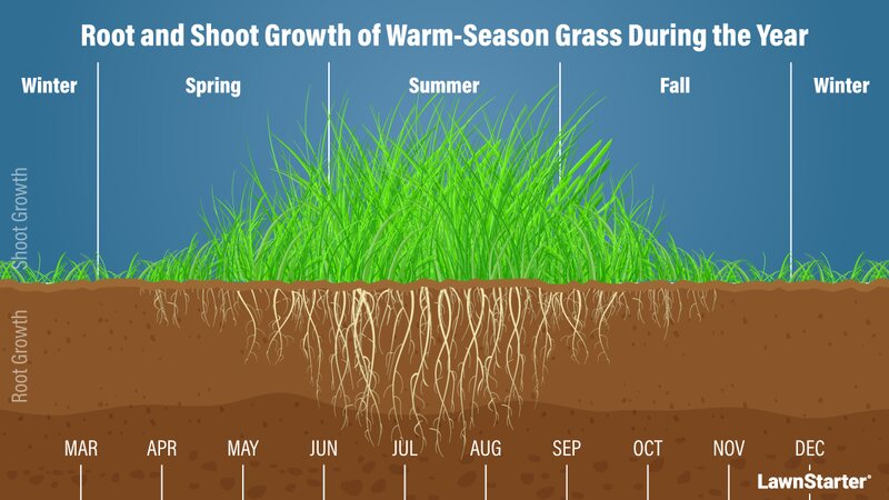 A picture showing growth of warm season grass throughout the year