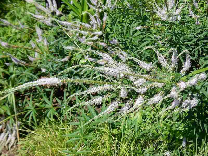 closeup image of lavender tower in a lawn