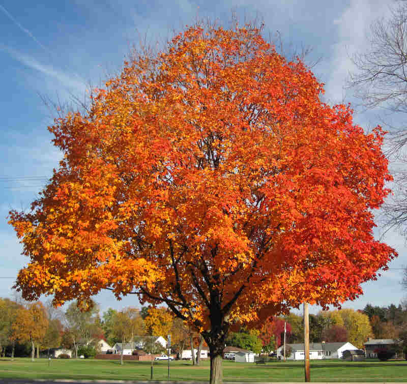 sugar maple tree with fall foliage