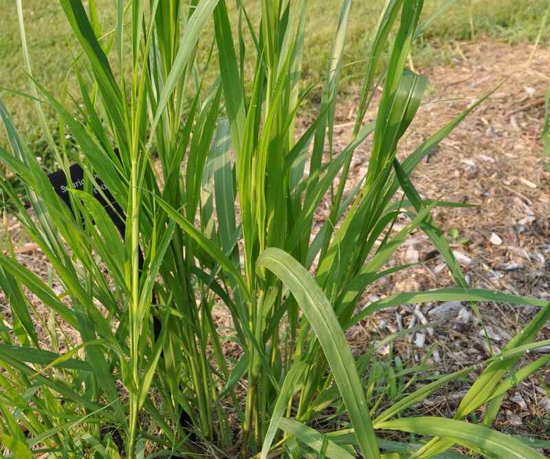 Green colored giant foxtail grown