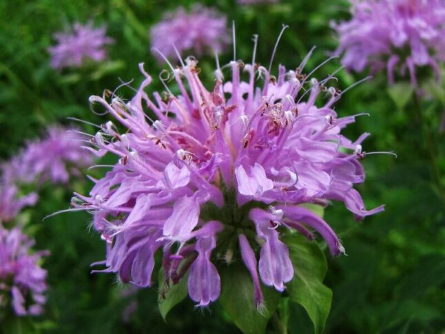 10 Native Illinois Flowers for Your Garden