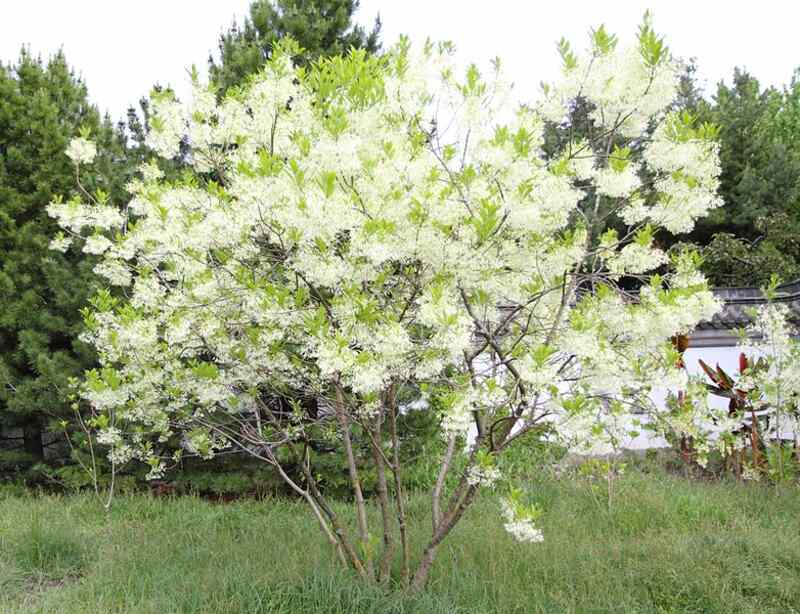 Beautiful white colored flowers fringe tree