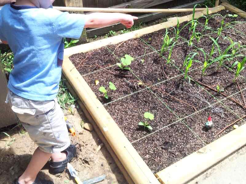 three sisters square foot garden