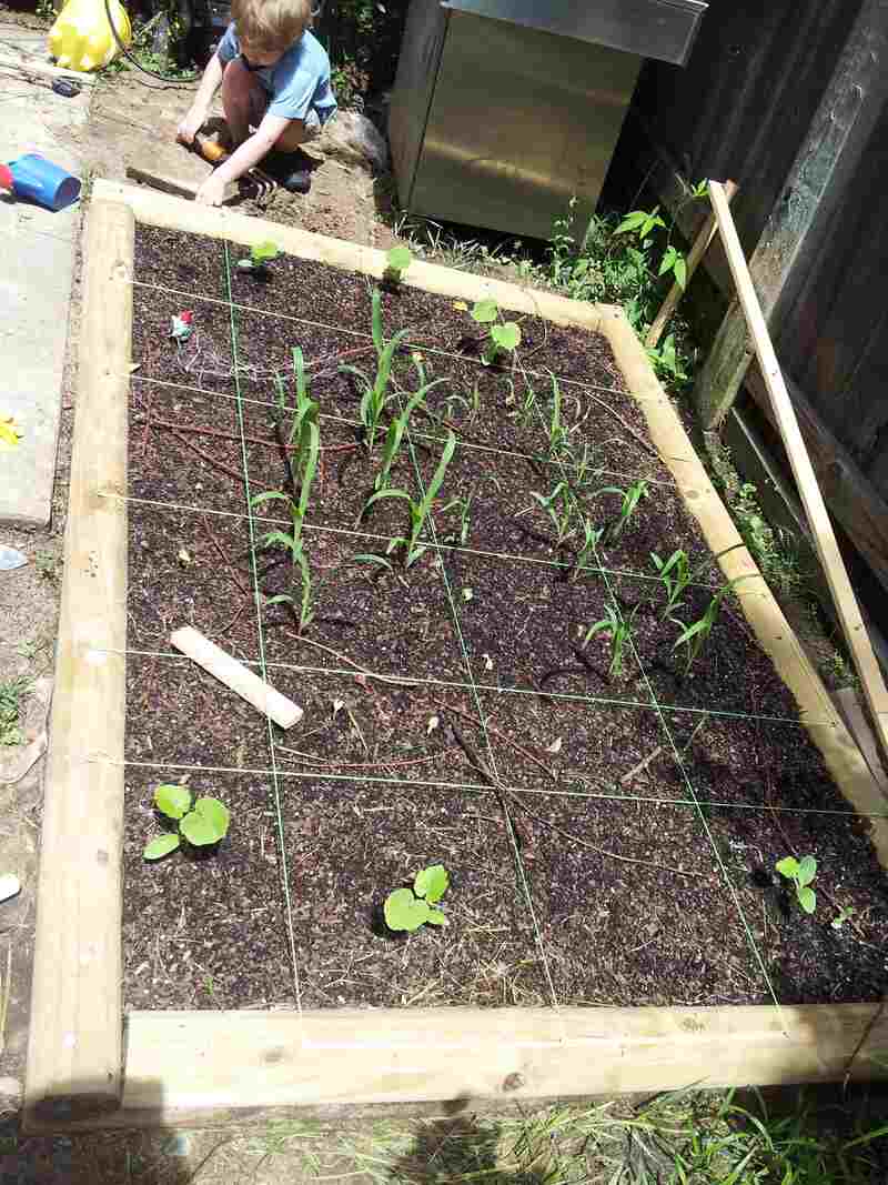 Three Sisters Square Foot Garden 1
