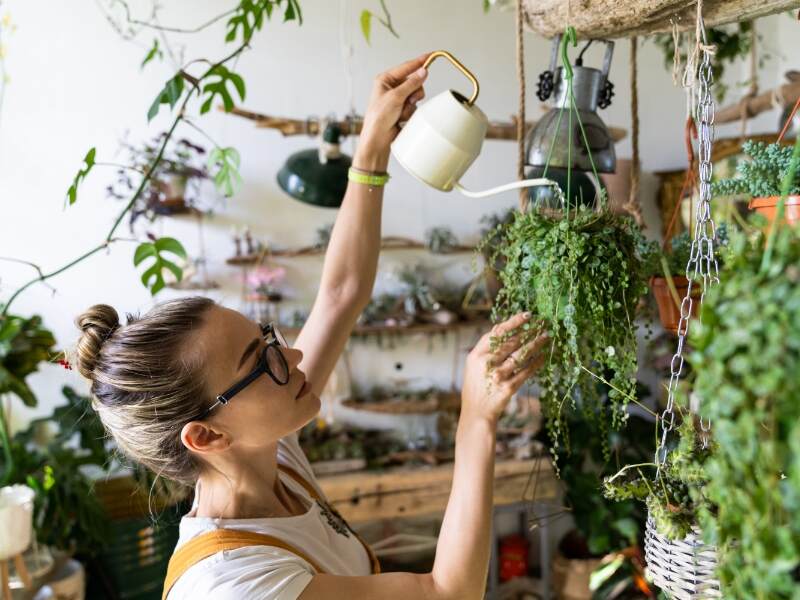 woman watering an indoor garden