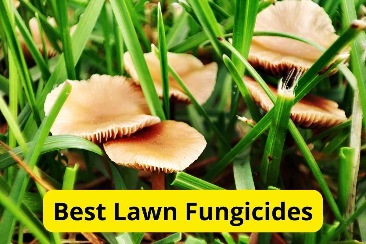 closeup of a Lawn Fungicide in a lawn with text overlay on it