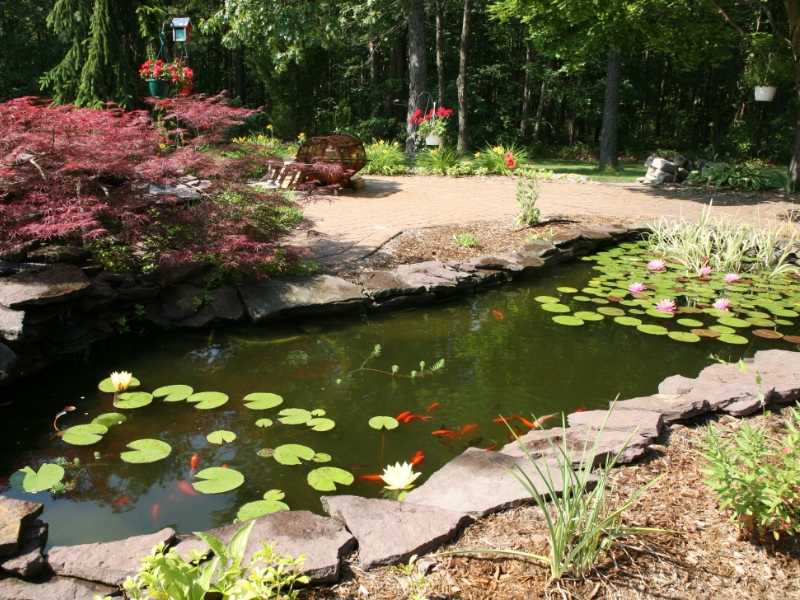 Koi pond with lily pads