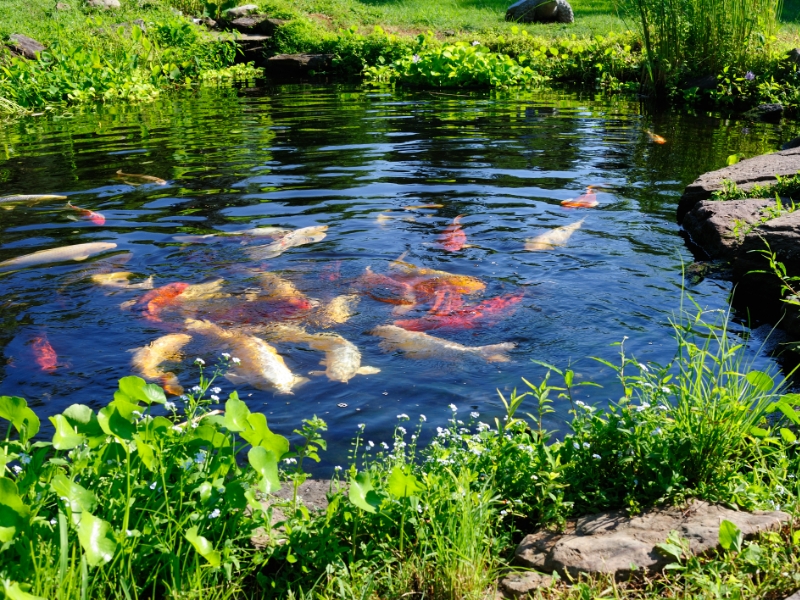 koi pond with lush landscaping