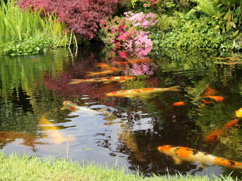 koi pond with flowers