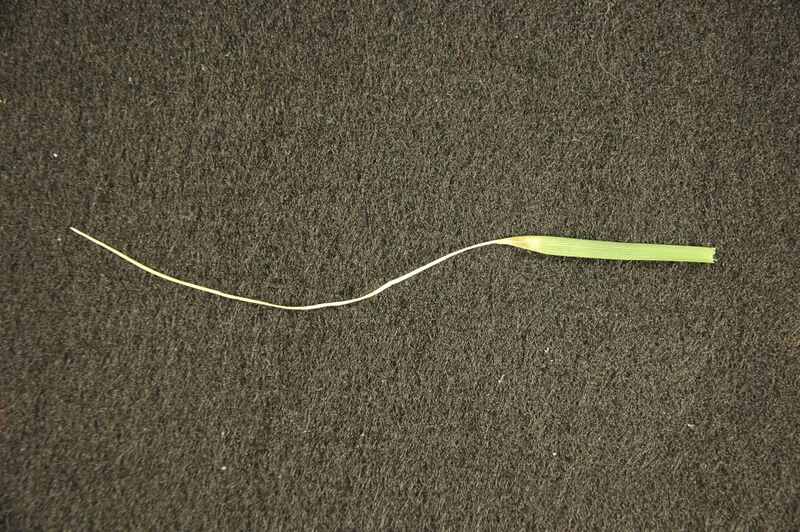 blade of grass with leaf blight