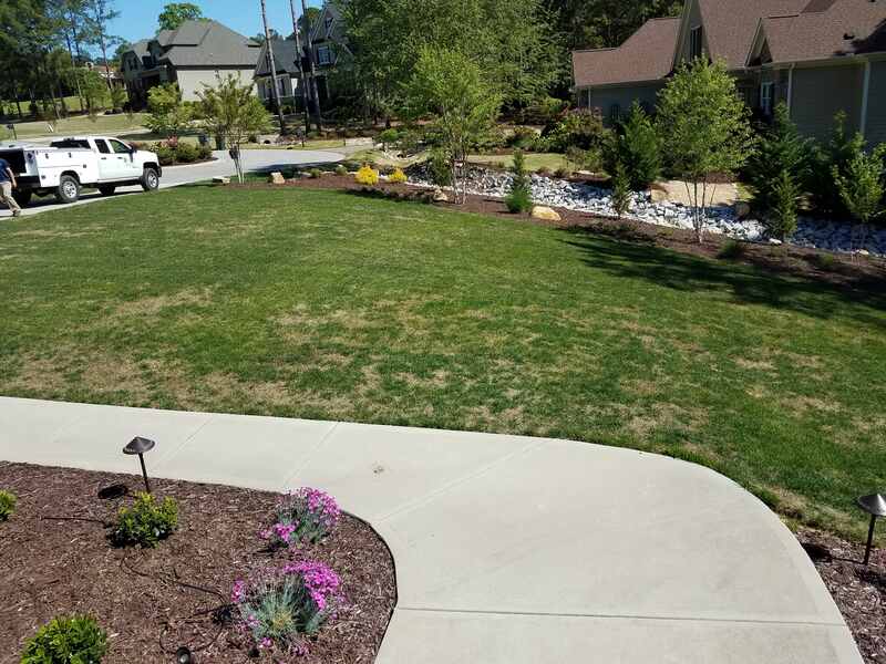 leaf blight in front lawn