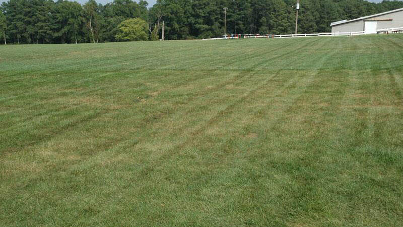 rust lawn disease