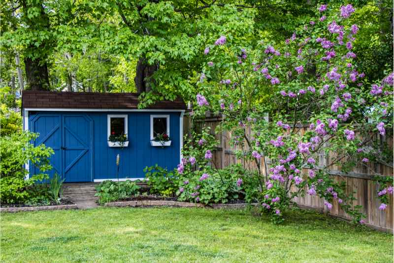 A blue shed in backyard with green grass