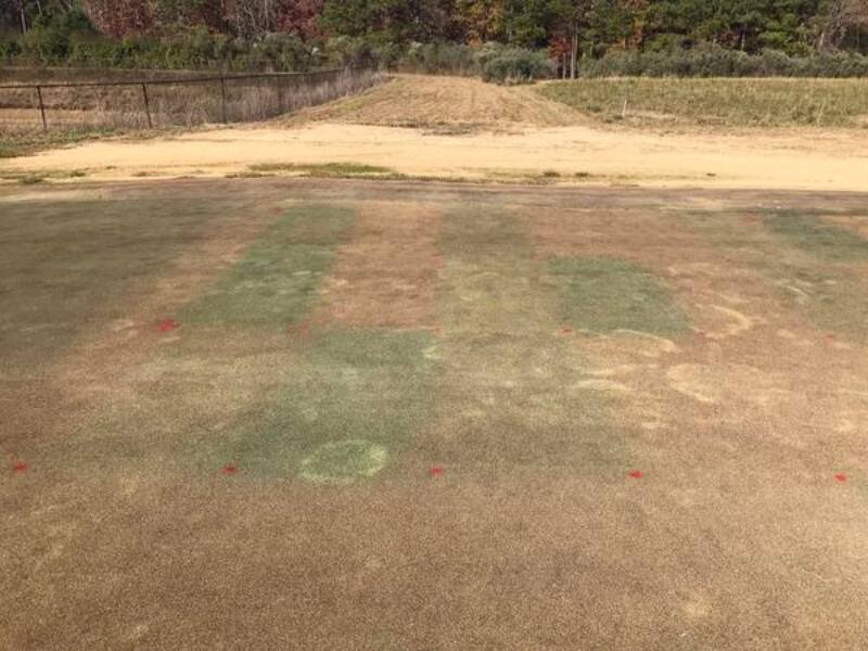 Take-All Root Rot