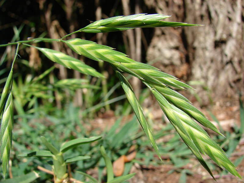 Bromus catharticus