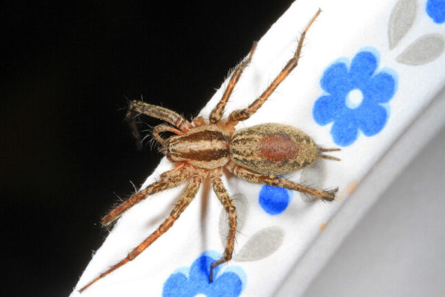 grass spider (Agelenopsis spp.)