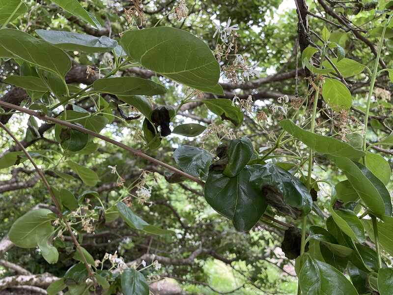 Ash Anthracnose Disease on a tree